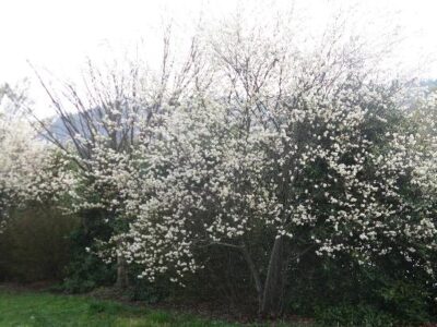 The Amazing Serviceberry Image